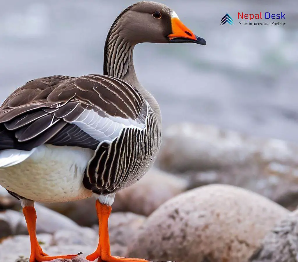 Taiga Bean Goose The Tundra Traveler of Winter Skies Nepal Desk